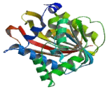 Nicotinamide-N-Methyltransferase (NNMT)