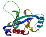 Nitric Oxide Synthase 1 Adaptor Protein (NOS1AP)