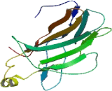 Nuclear Factor Of Activated T-Cells, Cytoplasmic 1 (NFATC1)