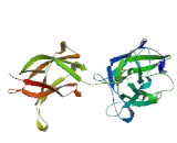 Nuclear Factor Of Activated T-Cells, Cytoplasmic 2 (NFATC2)