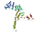 Nuclear Mitotic Apparatus Protein 1 (NUMA1)