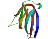 Nucleophosmin 1 (NPM1)