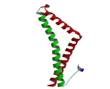 Occludin (OCLN)