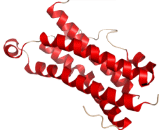 Oncostatin M (OSM)