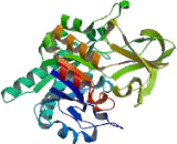 Oviductal Glycoprotein 1 (OVGP1)