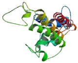 PR Domain Containing Protein 16 (PRDM16)