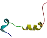 Parathyroid Hormone Related Protein (PTHrP)