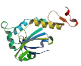 Peroxiredoxin 4 (PRDX4)