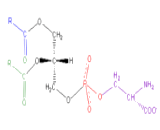 Phosphatidylserine (PS)