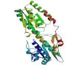 Phosphofructokinase, Liver (PFKL)