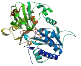 Phosphoglucomutase 2 (PGM2)