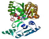 Phosphoglycerate Kinase 2 (PGK2)