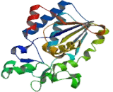 Phosphoglycerate Mutase 2, Muscle (PGAM2)