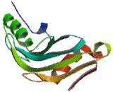 Phosphohistidine Phosphatase 1 (PHPT1)