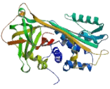 Pigment Epithelium Derived Factor (PEDF)