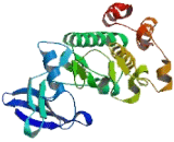 Pim-2 Oncogene (PIM2)