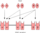 Platelet Derived Growth Factor AB (PDGFAB)