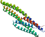 Poly ADP Ribose Polymerase (PARP)