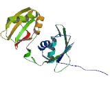 Polypyrimidine Tract Binding Protein 1 (PTBP1)