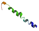 Prokineticin Receptor 1 (PKR1)