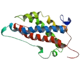 Prolactin (PRL)