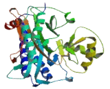 Proliferation Associated Protein 2G4 (PA2G4)