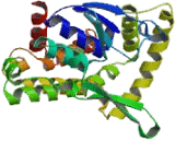 Prostaglandin E Synthase 2 (PTGES2)