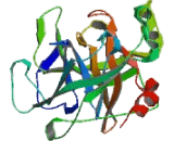 Enterokinase (ENTK)