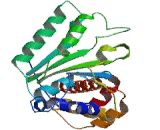 Proteasome 26S Subunit, ATPase 6 (PSMC6)