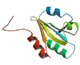 Protein Disulfide Isomerase (PDI)