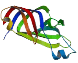 Protein Kinase C Epsilon (PKCe)