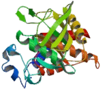 Protein Tyrosine Phosphatase, Non Receptor Type 22 (PTPN22)