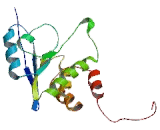 Protein Tyrosine Phosphatase Type IVA 3 (PTP4A3)