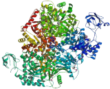 Pyruvate kinase isozymes R/L (PKLR)