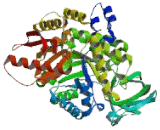 Pyruvate kinase isozymes M2 (PKM2)