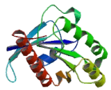 RAB7A, Member RAS Oncogene Family (RAB7A)