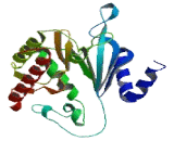 RIO Kinase 3 (RIOK3)