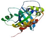 Ras Related C3 Botulinum Toxin Substrate 1 (Rac1)