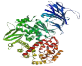 Receptor Activator Of Nuclear Factor Kappa B Ligand (RANkL)