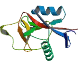 Regenerating Islet Derived Protein 1 Alpha (REG1a)