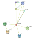 Regulated Endocrine Specific Protein 18 (RESP18)