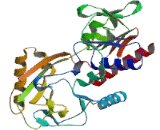 Renalase (RNLS)