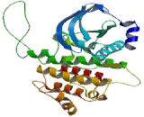 Ret Proto-Oncogene (RET)