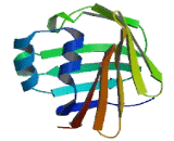 Retinol Binding Protein 7, Cellular (RBP7)