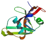 Ribonuclease A7 (RNASE7)