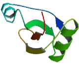 Ribosomal Protein L23A (RPL23A)