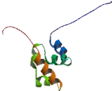 SAM And SH3 Domain Containing Protein 1 (SASH1)