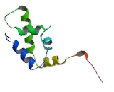 SATB Homeobox Protein 1 (SATB1)