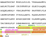 Salusin Beta (SALb)