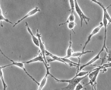 Schwann Cells  (SC)